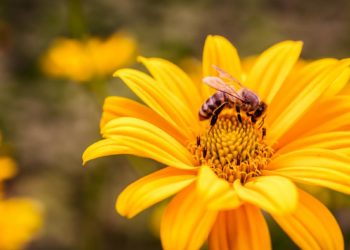 Apis Mellifica : bienfaits et indications de ce remède homéopathique