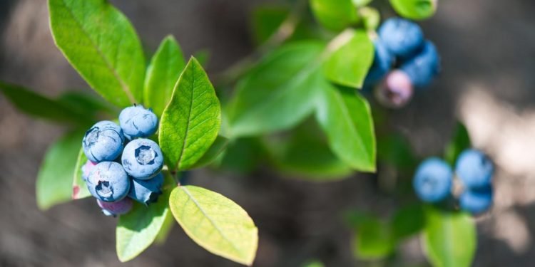 Consommer des myrtilles au quotidien pour la santé de nos muscles