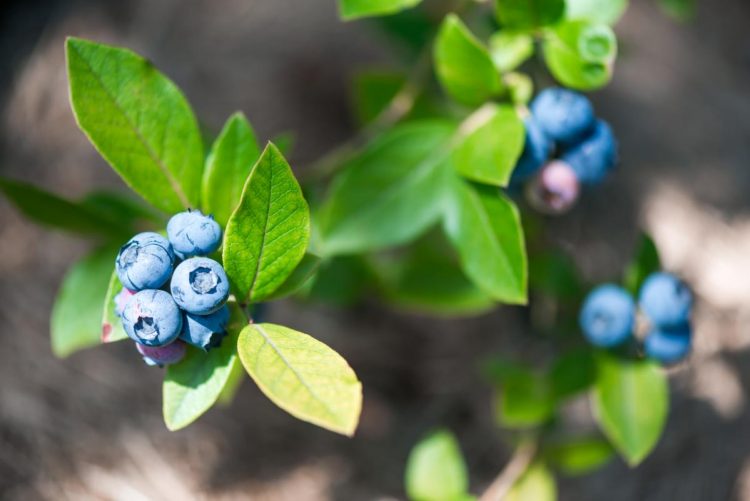 Consommer des myrtilles au quotidien pour la santé de nos muscles