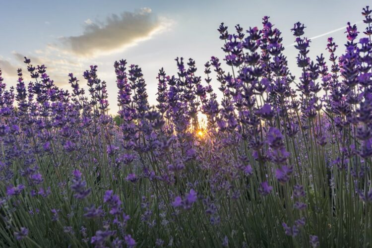 lavande