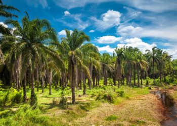 L’huile de palme est-elle nocive pour la santé ?