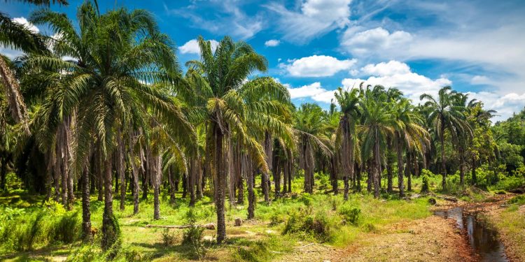 L’huile de palme est-elle nocive pour la santé ?