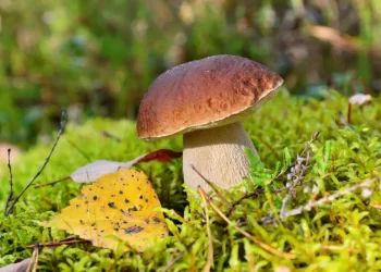Cèpe de Bordeaux un champignon délicieux